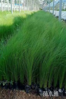 高度30厘米墨西哥羽毛草