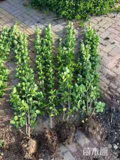 高度150厘米北海道黄杨