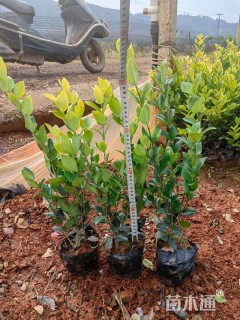 高度35厘米欧洲荚蒾