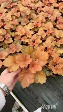 高度20厘米矾根