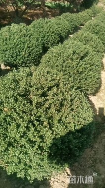 冠幅150厘米龟甲冬青球