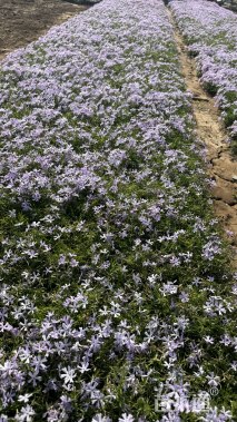 高度15厘米芝樱