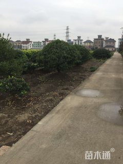 冠幅250厘米金森女贞球