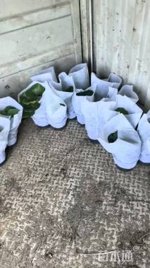 高度20厘米大吴凤草