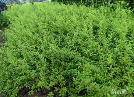 高度40厘米花叶连翘