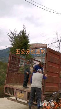 5公分红豆杉