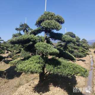 移栽苗造型罗汉松