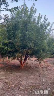 高度200厘米丛生五角枫