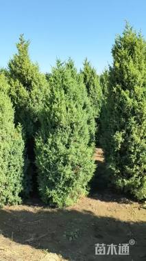 高度150厘米望都塔桧