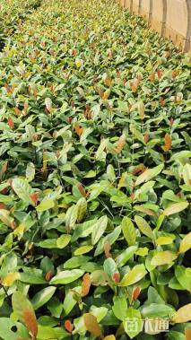 高度40厘米龙船花