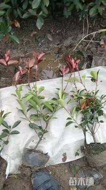 高度30厘米红叶石楠小苗