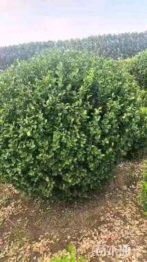 冠幅180厘米卫矛球