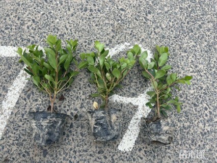 高度15厘米夏鹃