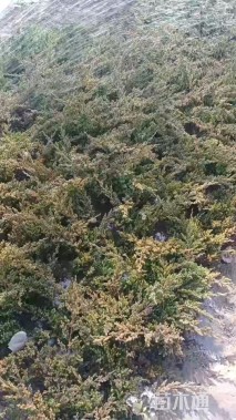 高度30厘米铺地柏