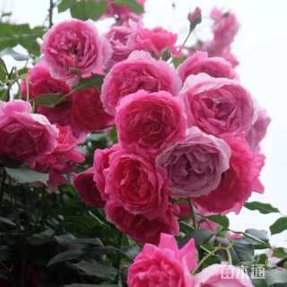 150厘米藤本月季