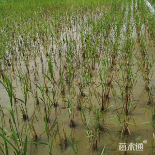 高度60厘米芦苇