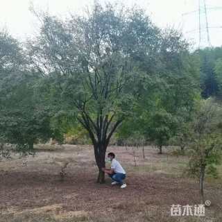 26公分鸡爪槭