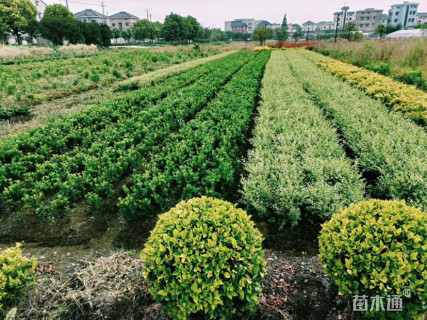 高度40厘米水腊