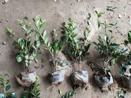 高度30厘米茶梅