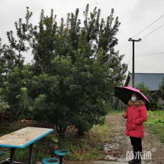 18公分(5杆)丛生杨梅