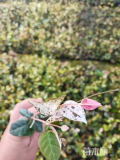 花叶络石