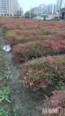 高度30厘米南天竹