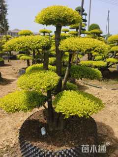 20公分造型亮晶女贞