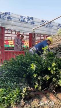 高度40厘米大叶黄杨