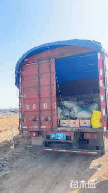 高度20厘米柳叶马鞭草