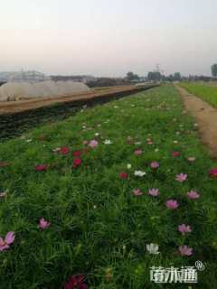 15厘米波斯菊