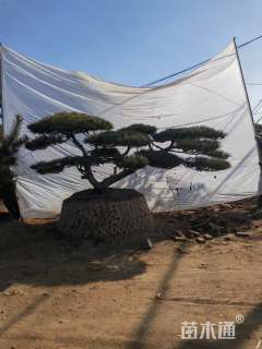 50公分造型黑松