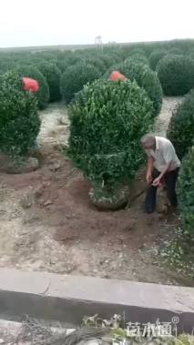 冠幅140厘米冬青球