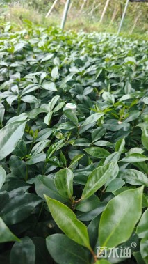 0.08公分八角茴香