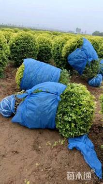 冠幅120厘米金叶女贞球