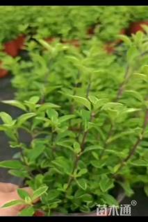 高度30厘米六月雪