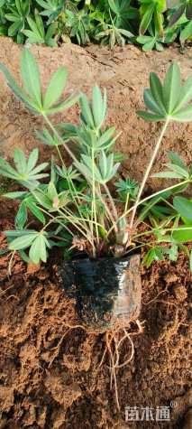 高度20厘米羽扇豆