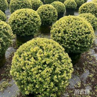 高度150厘米小丑火棘球