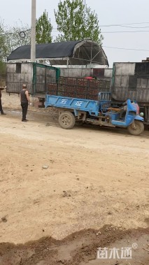 高度5厘米金莎蔓