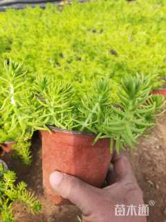 高度15厘米佛甲草