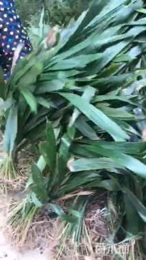 高度35厘米一叶兰