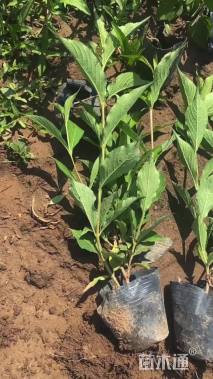 高度50厘米海仙花