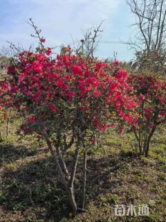 冠幅120厘米贴梗海棠球