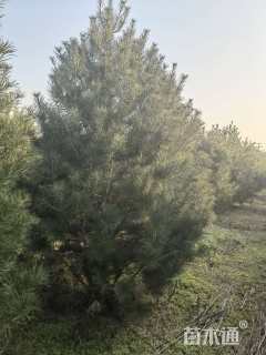 高度300厘米白皮松