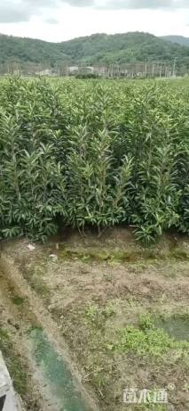 高度150厘米法国冬青