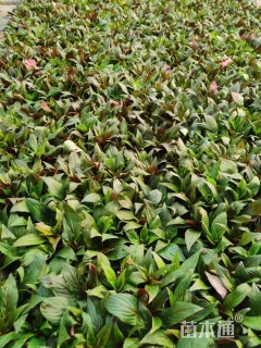 高度5厘米新几内亚凤仙