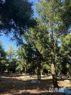 14公分日本罗汉松