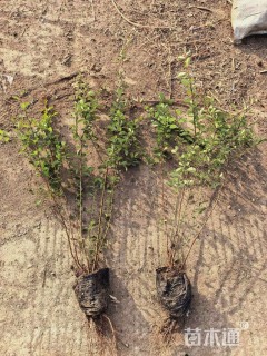 高度30厘米火棘