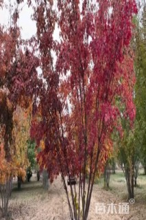 高度300厘米茶树