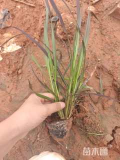 高度25厘米紫叶狼尾草