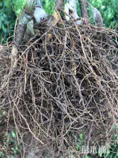 高度40厘米沃柑